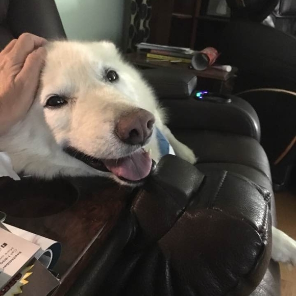 Meet your Posher, Brenda - Picture 1 of 1